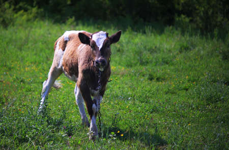 young calf resting in the grassの写真素材