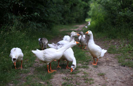 geese on a forest path, chasing a strangerの写真素材
