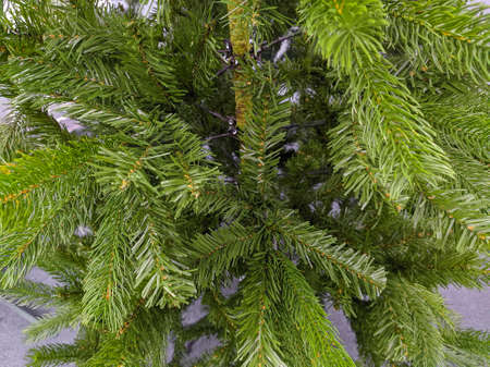 green christmas tree branches close upの写真素材