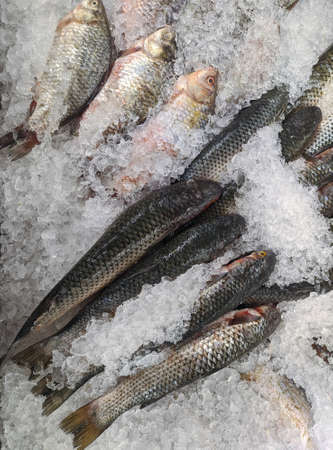 frozen sea fish in iceの写真素材