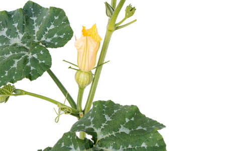 small green pumpkin with flower, on a white backgroundの写真素材