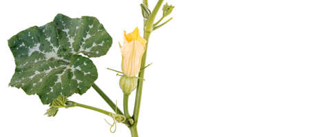 small green pumpkin with flower, on a white backgroundの写真素材