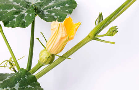 small green pumpkin with flower, on a white backgroundの写真素材