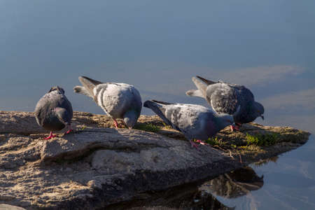four pigeons drink water on a stone