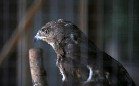 eagle in zoo cage