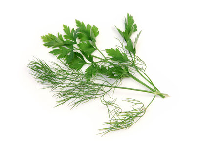 dill and parsley on white backgroundの写真素材