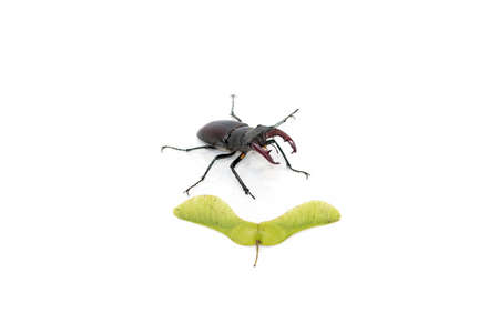 stag beetle on white background with shadowの写真素材