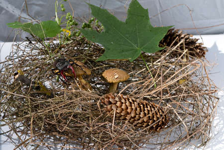 composition, mushrooms Xerocomus in the hay with cones, stag beetle climbed a mushroom, on white backgroundの写真素材