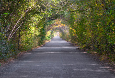 tunnel through the trees in the forest