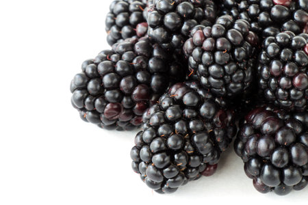 Thornless blackberry on a white isolated backgroundの写真素材