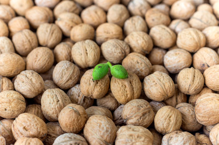 pair of young green nuts against the background of old walnuts
