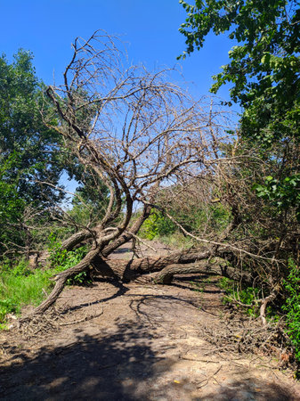 dead tree fallen on the roadの写真素材