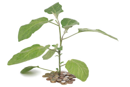 a large plant grew out of coins isolated on a white backgroundの写真素材