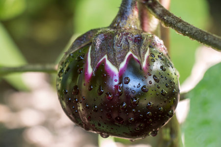 ripening eggplant fruit on a bush with water drops after rain, close-upの写真素材