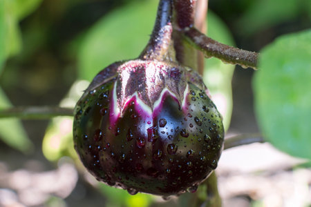 ripening eggplant fruit on a bush with water drops after rain, close-upの写真素材
