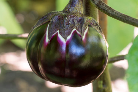 ripe eggplant fruit on a bush, close-upの写真素材