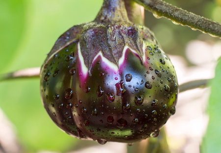 ripening eggplant fruit with water drops after rain, close-upの写真素材