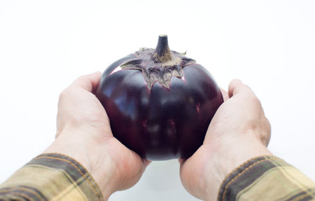 ripe round eggplant in the palms, on an isolated white backgroundの写真素材