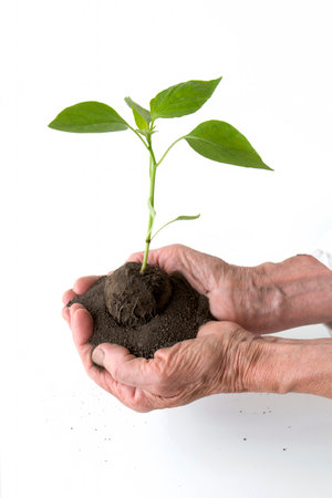 Life and growth concept with human hands holding a green small plant, isolated on whiteの写真素材