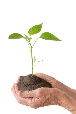 Life and growth concept with human hands holding a green small plant, isolated on whiteの写真素材