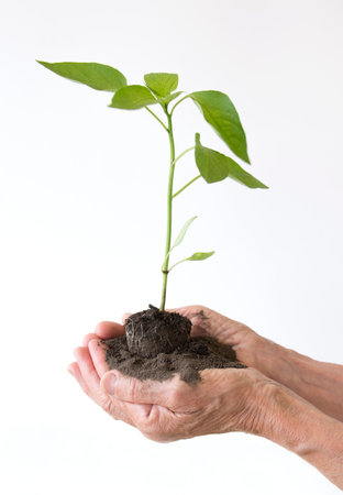 Life and growth concept with human hands holding a green small plant, isolated on whiteの写真素材