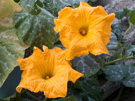 two blooming bright yellow pumpkin flowers against a background of green leavesの写真素材
