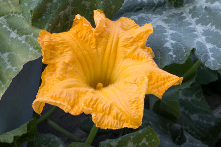 blooming bright yellow pumpkin flower against the background of green leavesの写真素材