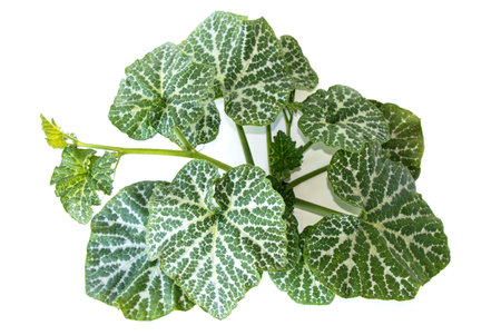 pumpkin plant on isolated white background, top viewの写真素材