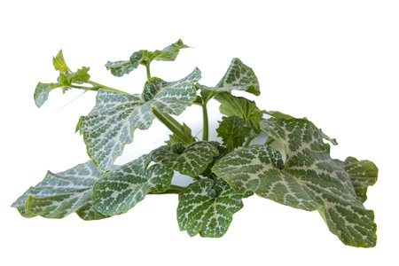pumpkin plant on isolated white backgroundの写真素材