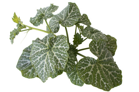 pumpkin plant on isolated white background, top viewの写真素材