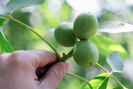 a hand holds a branch with three unripe walnuts, close upの写真素材
