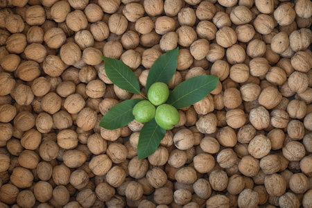 young green nuts on the background of old walnutsの写真素材