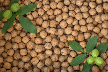 young green nuts on the background of old walnutsの写真素材