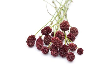 Sanguisorba officinalis の写真素材