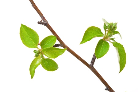 Branch apple tree with spring buds isolated on white の写真素材