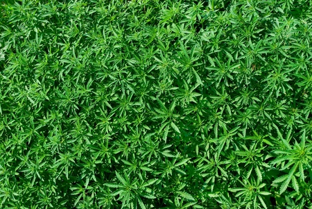 Young cannabis 
