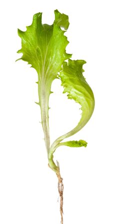 Lettuce sprout with rootの写真素材