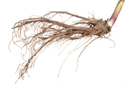 Medicinal plant  The root of elecampane