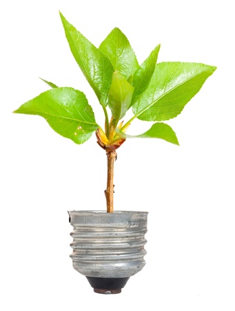 Green tree growing out of a bulbの写真素材