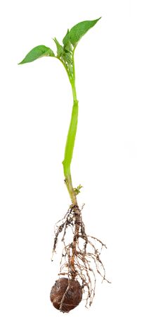 Potato sprout from the rootの写真素材