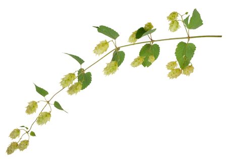 Branch of hopsの写真素材