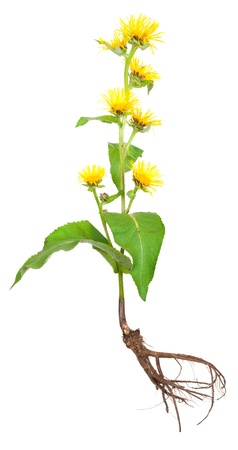 Medicinal plant. Elecampane (Inula helenium)の写真素材