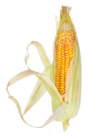 Ear of cornの写真素材