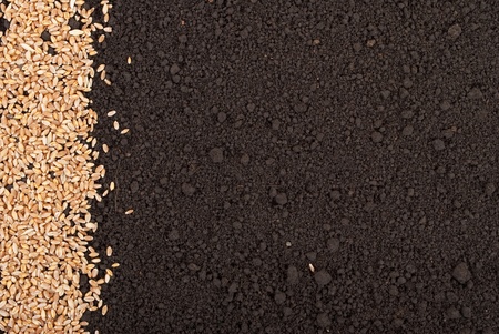 Wheat grain on the soilの写真素材