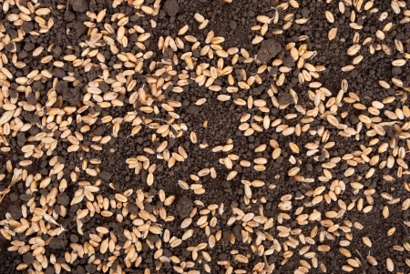 Wheat grain on the soilの写真素材