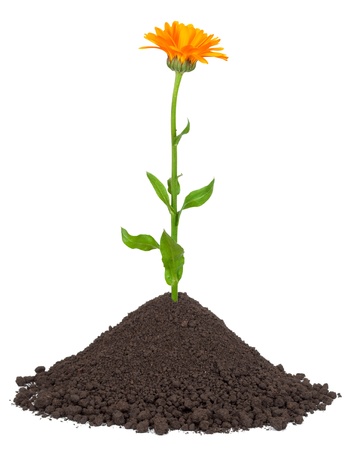 Calendula growing in a pile of soilの写真素材