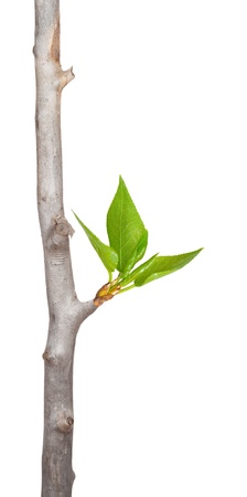 Dry branch with leaf budsの写真素材