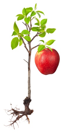 Apple tree with a rootの写真素材