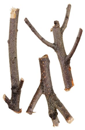 Dry branchesの写真素材