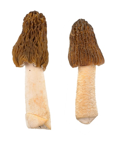 Morel mushroom